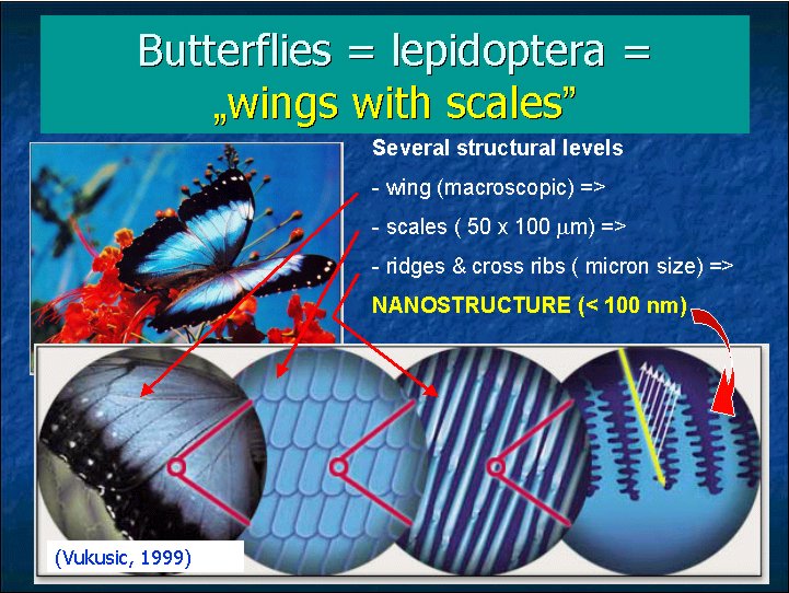 Butterfly scale structure